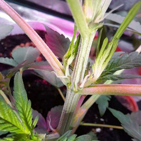 Auto Gelato growlog photo: Стигмы