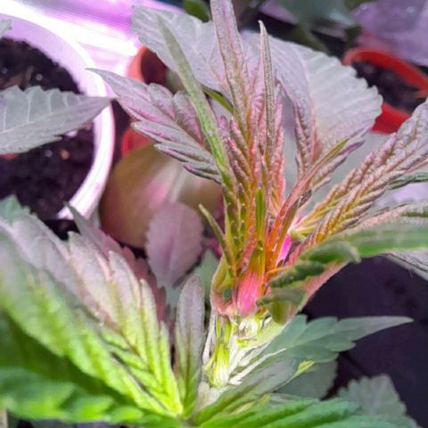Auto Gelato growlog photo: Стигмы