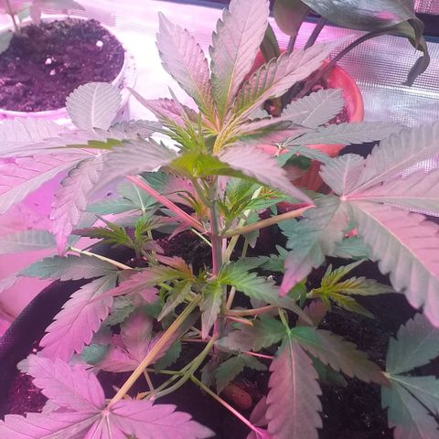 Auto Gelato growlog photo: Фидинг даёт результаты...