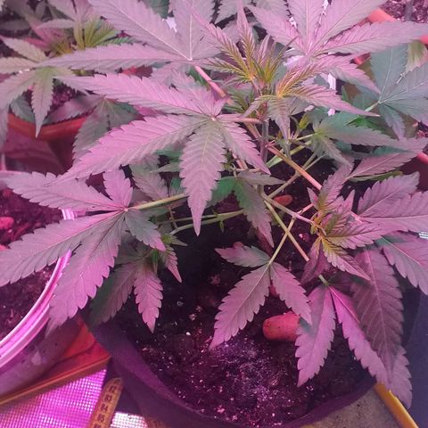 Auto Gelato growlog timeline photo