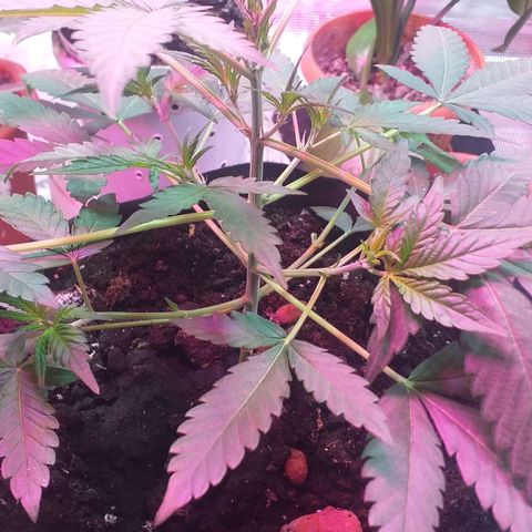 Auto Gelato growlog timeline photo