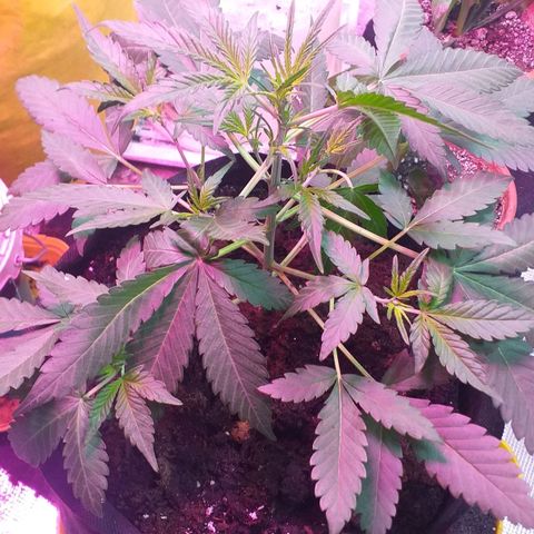 Auto Gelato growlog timeline photo