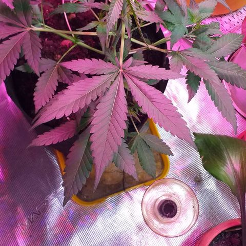 Auto Gelato growlog timeline photo