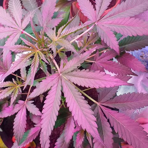 Auto Gelato growlog timeline photo