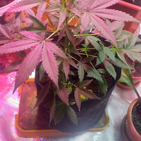 Auto Gelato growlog photo: Пока-что вега