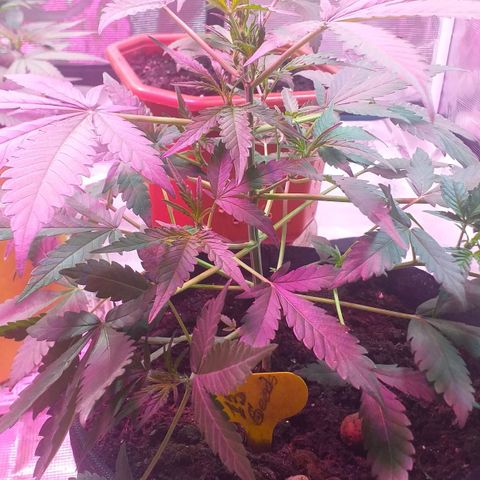 Auto Gelato growlog photo: Пока-что вега