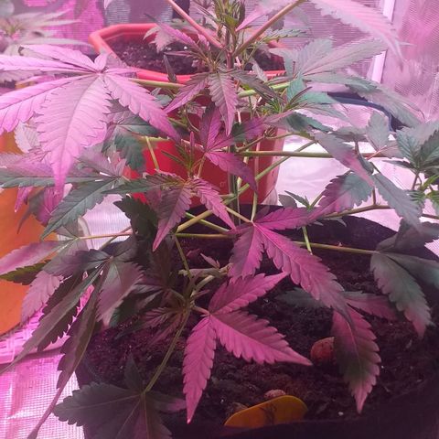 Auto Gelato growlog photo: Пока-что вега