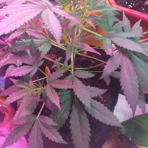 Auto Gelato growlog timeline photo