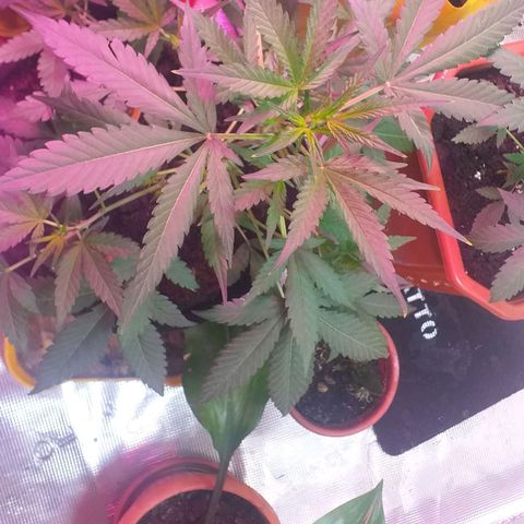 Auto Gelato growlog timeline photo