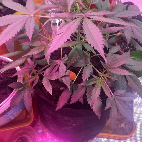 Auto Gelato growlog timeline photo