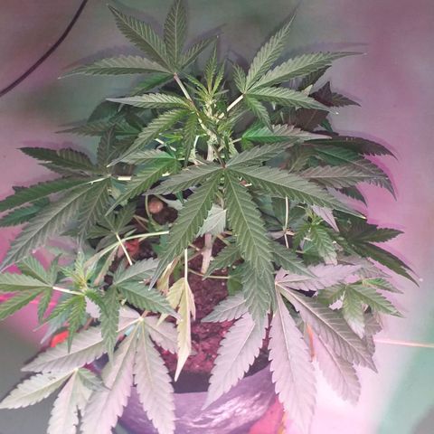 Auto Gelato growlog timeline photo