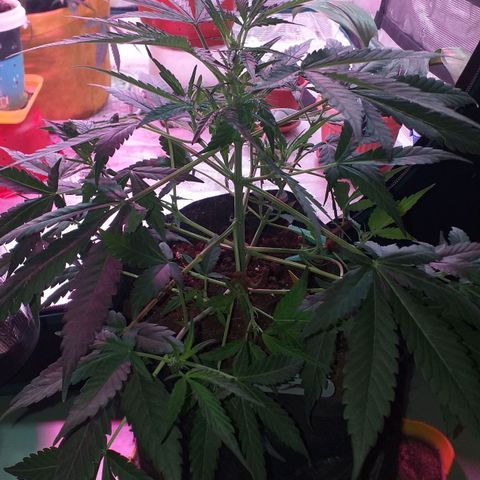 Auto Gelato growlog timeline photo