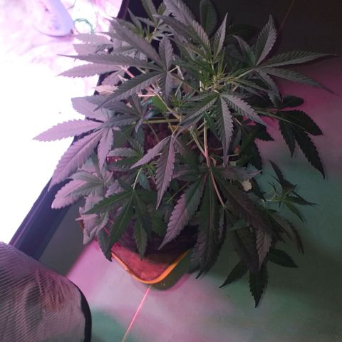 Auto Gelato growlog timeline photo