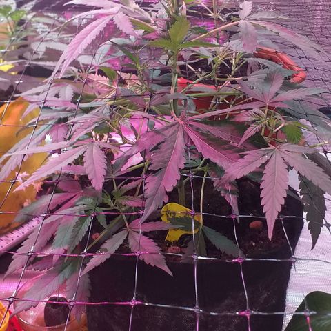 Auto Gelato growlog timeline photo