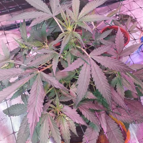 Auto Gelato growlog photo: Честно говорЯ Скрог прошёл для гелато не слишком хорошо,я бы сказал что плохо...Без потерь тоже не обошлось,пару лопухов сломал и веточку маленькую...
Честно говоря,она меня разочаровала,и без скрога все время была больная,вялая,без особых на то причин...
Полагал большие надежды на нее,сам сорт мне очень интересен, да и сидбанк известный...Но будем видеть  дальше,ещё недельки полторы и предцвет...