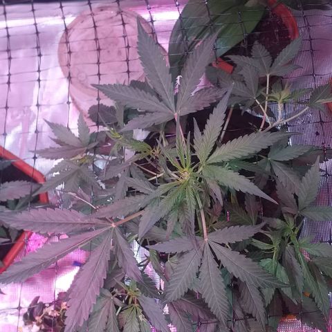 Auto Gelato growlog photo: Честно говорЯ Скрог прошёл для гелато не слишком хорошо,я бы сказал что плохо...Без потерь тоже не обошлось,пару лопухов сломал и веточку маленькую...
Честно говоря,она меня разочаровала,и без скрога все время была больная,вялая,без особых на то причин...
Полагал большие надежды на нее,сам сорт мне очень интересен, да и сидбанк известный...Но будем видеть  дальше,ещё недельки полторы и предцвет...