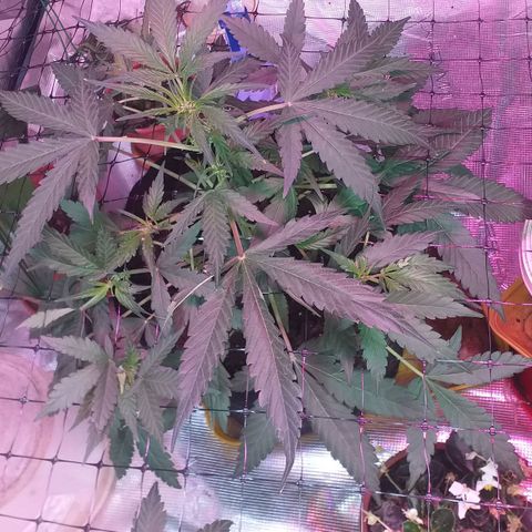 Auto Gelato growlog photo: Честно говорЯ Скрог прошёл для гелато не слишком хорошо,я бы сказал что плохо...Без потерь тоже не обошлось,пару лопухов сломал и веточку маленькую...
Честно говоря,она меня разочаровала,и без скрога все время была больная,вялая,без особых на то причин...
Полагал большие надежды на нее,сам сорт мне очень интересен, да и сидбанк известный...Но будем видеть  дальше,ещё недельки полторы и предцвет...