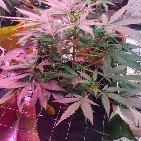 Auto Gelato growlog timeline photo