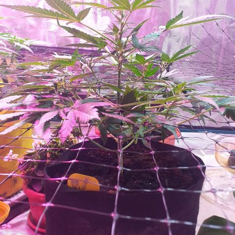 Auto Gelato growlog timeline photo
