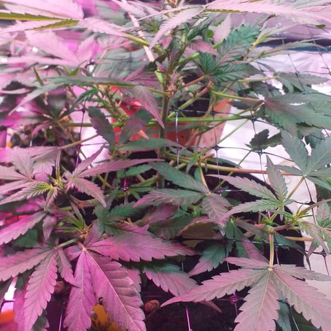 Auto Gelato growlog timeline photo