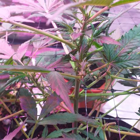Auto Gelato growlog timeline photo
