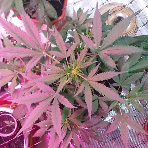 Auto Gelato growlog timeline photo