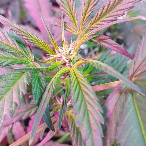 Auto Gelato growlog photo: зацветаем)))