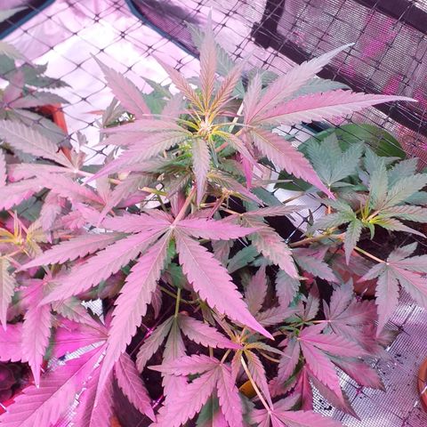 Auto Gelato growlog photo: зацветаем)))