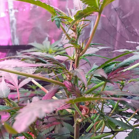 Auto Gelato growlog photo: зацветаем)))