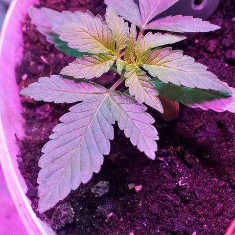 Auto Gelato growlog timeline photo