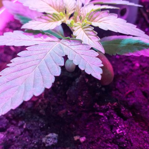 Auto Gelato growlog timeline photo