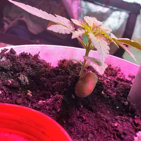Auto Gelato growlog timeline photo