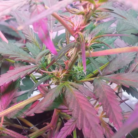 Auto Gelato growlog photo: В общем дела-то начала полным ходом цвести, как бы это только начало цвета это уже не предсвет а именно цветение Ну начальная фаза. Костик конечно слишком маленький получился и ну он как бы ещё растёт, но вряд ли он подымется выше Ну зато есть причины я знаю в чём это как бы я думаю ну это не стресс это я особо не поднимал лампу над ним высота слишком низко было поэтому не особо-то и тянулся Ну мне интересно было его впервые мне интересно было его вырастить с него килограмм шишек точка В целом всё нормально Ну он ещё и пострадал когда сетку цеплял быстро