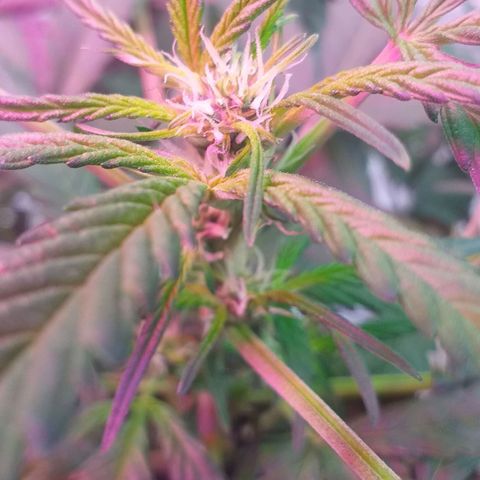 Auto Gelato growlog photo: В общем дела-то начала полным ходом цвести, как бы это только начало цвета это уже не предсвет а именно цветение Ну начальная фаза. Костик конечно слишком маленький получился и ну он как бы ещё растёт, но вряд ли он подымется выше Ну зато есть причины я знаю в чём это как бы я думаю ну это не стресс это я особо не поднимал лампу над ним высота слишком низко было поэтому не особо-то и тянулся Ну мне интересно было его впервые мне интересно было его вырастить с него килограмм шишек точка В целом всё нормально Ну он ещё и пострадал когда сетку цеплял быстро