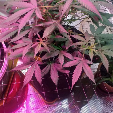 Auto Gelato growlog photo: В общем дела-то начала полным ходом цвести, как бы это только начало цвета это уже не предсвет а именно цветение Ну начальная фаза. Костик конечно слишком маленький получился и ну он как бы ещё растёт, но вряд ли он подымется выше Ну зато есть причины я знаю в чём это как бы я думаю ну это не стресс это я особо не поднимал лампу над ним высота слишком низко было поэтому не особо-то и тянулся Ну мне интересно было его впервые мне интересно было его вырастить с него килограмм шишек точка В целом всё нормально Ну он ещё и пострадал когда сетку цеплял