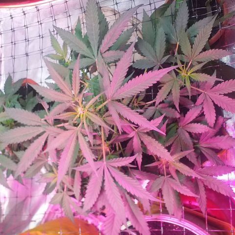 Auto Gelato growlog photo: В общем дела-то начала полным ходом цвести, как бы это только начало цвета это уже не предсвет а именно цветение Ну начальная фаза. Костик конечно слишком маленький получился и ну он как бы ещё растёт, но вряд ли он подымется выше Ну зато есть причины я знаю в чём это как бы я думаю ну это не стресс это я особо не поднимал лампу над ним высота слишком низко было поэтому не особо-то и тянулся Ну мне интересно было его впервые мне интересно было его вырастить с него килограмм шишек точка В целом всё нормально Ну он ещё и пострадал когда сетку цеплял быстро