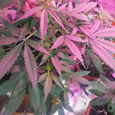 Auto Gelato growlog photo: В общем дела-то начала полным ходом цвести, как бы это только начало цвета это уже не предсвет а именно цветение Ну начальная фаза. Костик конечно слишком маленький получился и ну он как бы ещё растёт, но вряд ли он подымется выше Ну зато есть причины я знаю в чём это как бы я думаю ну это не стресс это я особо не поднимал лампу над ним высота слишком низко было поэтому не особо-то и тянулся Ну мне интересно было его впервые мне интересно было его вырастить с него килограмм шишек точка В целом всё нормально Ну он ещё и пострадал когда сетку цеплял быстро