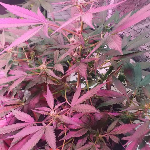 Auto Gelato growlog photo: Сегодня был фитинг утром цветёт полным ходом вытянулось существенно Сейчас померяю