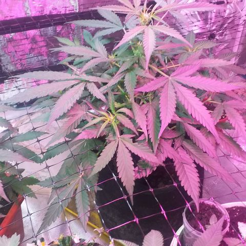 Auto Gelato growlog photo: В общем дела-то начала полным ходом цвести, как бы это только начало цвета это уже не предсвет а именно цветение Ну начальная фаза. Костик конечно слишком маленький получился и ну он как бы ещё растёт, но вряд ли он подымется выше Ну зато есть причины я знаю в чём это как бы я думаю ну это не стресс это я особо не поднимал лампу над ним высота слишком низко было поэтому не особо-то и тянулся Ну мне интересно было его впервые мне интересно было его вырастить с него килограмм шишек точка В целом всё нормально Ну он ещё и пострадал когда сетку цеплял быстро
