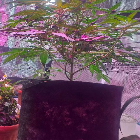 Auto Gelato growlog photo: В общем дела-то начала полным ходом цвести, как бы это только начало цвета это уже не предсвет а именно цветение Ну начальная фаза. Костик конечно слишком маленький получился и ну он как бы ещё растёт, но вряд ли он подымется выше Ну зато есть причины я знаю в чём это как бы я думаю ну это не стресс это я особо не поднимал лампу над ним высота слишком низко было поэтому не особо-то и тянулся Ну мне интересно было его впервые мне интересно было его вырастить с него килограмм шишек точка В целом всё нормально Ну он ещё и пострадал когда сетку цеплял