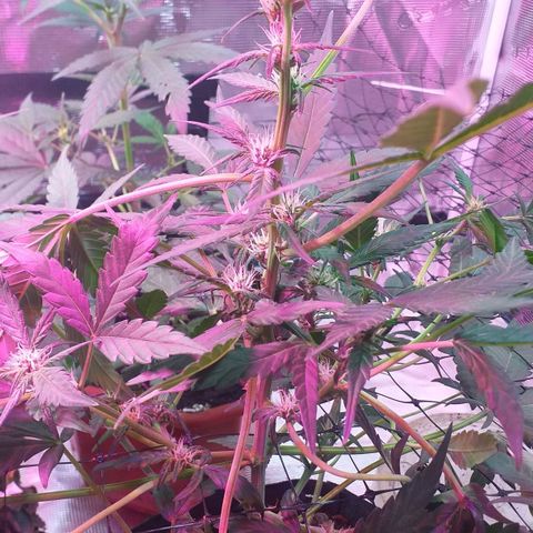 Auto Gelato growlog timeline photo
