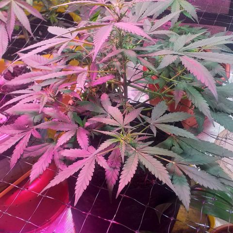 Auto Gelato growlog photo: В общем дела-то начала полным ходом цвести, как бы это только начало цвета это уже не предсвет а именно цветение Ну начальная фаза. Костик конечно слишком маленький получился и ну он как бы ещё растёт, но вряд ли он подымется выше Ну зато есть причины я знаю в чём это как бы я думаю ну это не стресс это я особо не поднимал лампу над ним высота слишком низко было поэтому не особо-то и тянулся Ну мне интересно было его впервые мне интересно было его вырастить с него килограмм шишек точка В целом всё нормально Ну он ещё и пострадал когда сетку цеплял