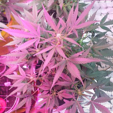 Auto Gelato growlog photo: Сегодня был фитинг утром цветёт полным ходом вытянулось существенно Сейчас померяю
