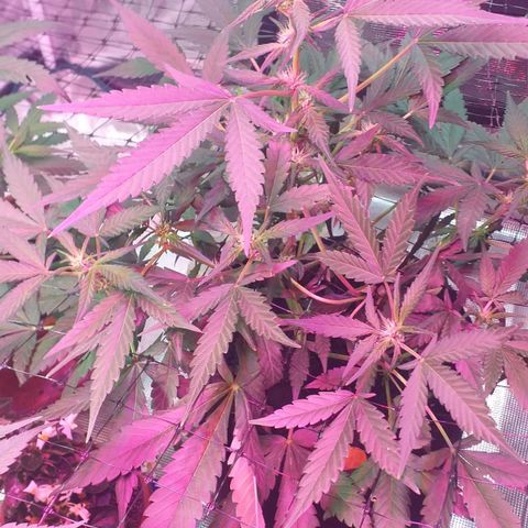 Auto Gelato growlog photo: Сегодня был фитинг утром цветёт полным ходом вытянулось существенно Сейчас померяю
