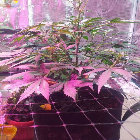 Auto Gelato growlog photo: В общем дела-то начала полным ходом цвести, как бы это только начало цвета это уже не предсвет а именно цветение Ну начальная фаза. Костик конечно слишком маленький получился и ну он как бы ещё растёт, но вряд ли он подымется выше Ну зато есть причины я знаю в чём это как бы я думаю ну это не стресс это я особо не поднимал лампу над ним высота слишком низко было поэтому не особо-то и тянулся Ну мне интересно было его впервые мне интересно было его вырастить с него килограмм шишек точка В целом всё нормально Ну он ещё и пострадал когда сетку цеплял