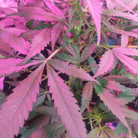 Auto Gelato growlog photo: В общем дела-то начала полным ходом цвести, как бы это только начало цвета это уже не предсвет а именно цветение Ну начальная фаза. Костик конечно слишком маленький получился и ну он как бы ещё растёт, но вряд ли он подымется выше Ну зато есть причины я знаю в чём это как бы я думаю ну это не стресс это я особо не поднимал лампу над ним высота слишком низко было поэтому не особо-то и тянулся Ну мне интересно было его впервые мне интересно было его вырастить с него килограмм шишек точка В целом всё нормально Ну он ещё и пострадал когда сетку цеплял быстро