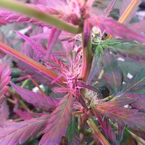 Auto Gelato growlog photo: Цветёт полным ходом есть трихомы, скоро Будем пробовать