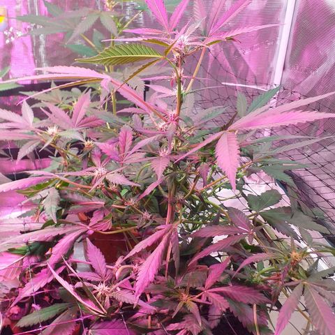 Auto Gelato growlog photo: Цветёт полным ходом есть трихомы, скоро Будем пробовать