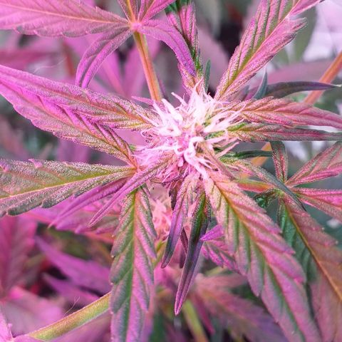 Auto Gelato growlog photo: Цветёт полным ходом есть трихомы, скоро Будем пробовать