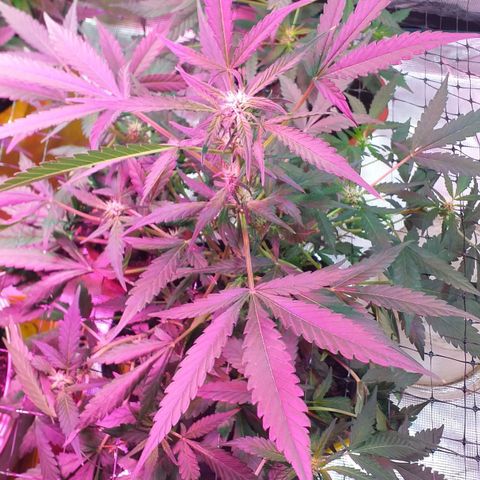 Auto Gelato growlog photo: Цветёт полным ходом есть трихомы, скоро Будем пробовать